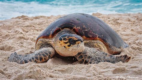 Critically Endangered Hawksbill Turtles Ray Plowman