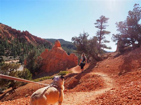 Pink Ledges And Birds Eye Trail Red Canyon Near Bryce Canyon National