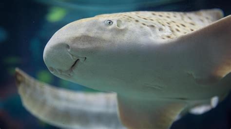 Virgin Zebra Shark Stuns Scientists By Giving Birth Without Having Sex With A Male The Irish Sun