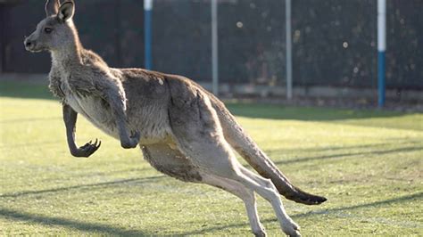 Trending A Kangaroo Crashed An Australian Soccer Match Because Of