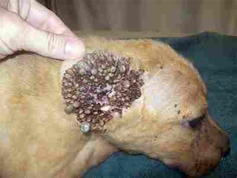 Ever wonder why your vet makes you come in with your new kitten every few both cat's and kittens can get parvovirus. How To Get Rid Of Ticks, How To Kill Ticks / Tics On Dogs ...