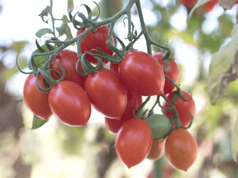 Patio Tomatoes A Guide To Growing Flavorful Tomatoes In Small Spaces