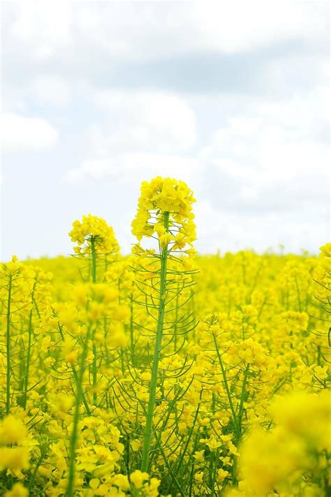 Yellow Canola Field Wallpapers Wallpaper Cave