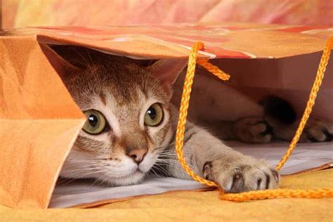 6 Simple Tips To Keep An Indoor Cat Entertained Pets4life Dog Training