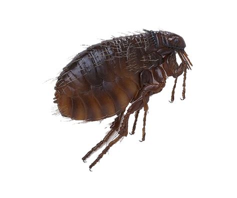 Flea Png Images Transparent Free Download Pngmart