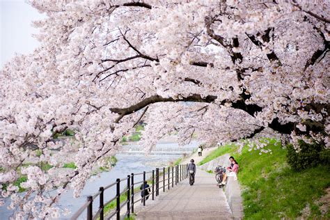 Kyoto Cherry Blossom 2020 Top 8 Free Hanami Spots In Kyoto Japan