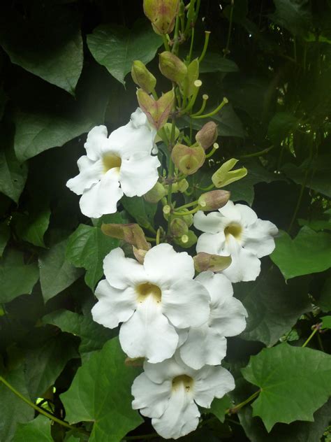Planta liliácea, de flores grandes y hermosas : Planta Liliacea De Jardin De Flores Blancas Y Hermosas ...