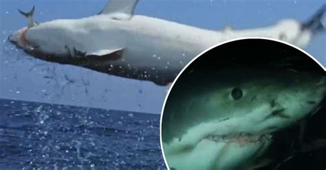 Watch Terrifying Moment Diver Attacked By 20 Foot Great White Shark