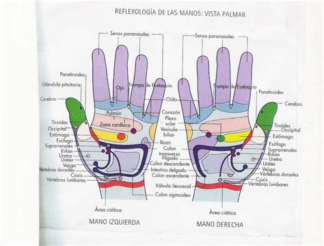 Reflexología Mapa De Palma De Las Manos Y Técnica Especial