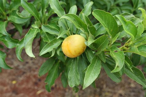 Start studying fruit identification examples. Forum: Exotic Fruit Identification