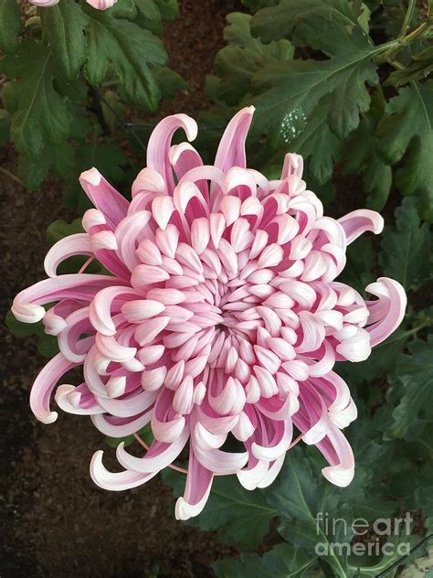 Japanese Pink Chrysanthemum Photograph By Janice Pavlides
