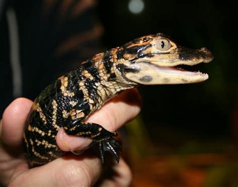 Five Alligator Hatchlings Debut At Rolling Hills Wildlife Adventure