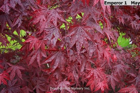 Acer Palmatum Wolff Emperor 1 Wholesale Nursery Supplies And Plant