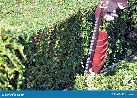 Man With Hedge Trimmer Stock Photo Image Of Clippers 15648890