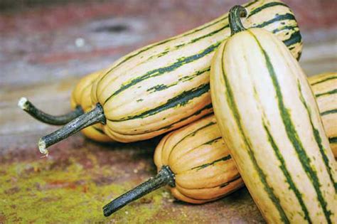 The breeding on this variety dates back to dr. Top Winter Squash Varieties for the Self-Sufficient Garden ...