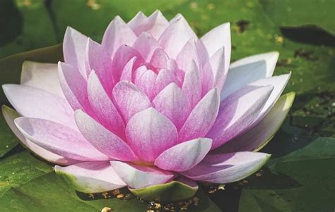 The Features Of Giant Water Lilies How It Works