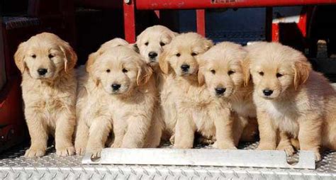 We learn our pups individual personalities and in return make sure that you take the right puppy home that fits you and your family. Buy Golden Retriever Puppies Near Me | petswithlove.us