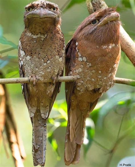 Frogmouth From India Unusual Animals Rare Animals Animals And Pets