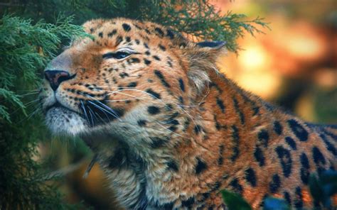 Cute Amur Leopard Wallpapers Hd Desktop And Mobile Backgrounds