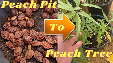 How To Plant And Grow A Peach Tree From Pit And Seed From Start To