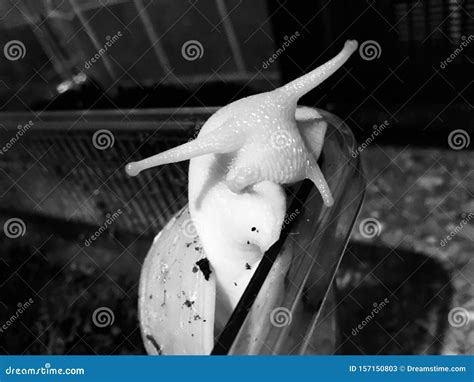 Albino Giant African Land Snail Stock Image Image Of Snail Coming