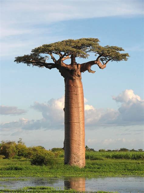 Baobab Tree Adansonia Grandidieri