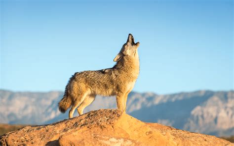 What Is The Best Coyote Calling Sequence Best Coyote Calls