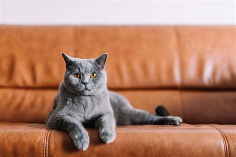 44 of the Cutest Cat Breeds | Reader's Digest