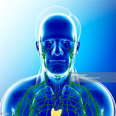Male Lymphatic System Illustration High Res Vector Graphic Getty Images