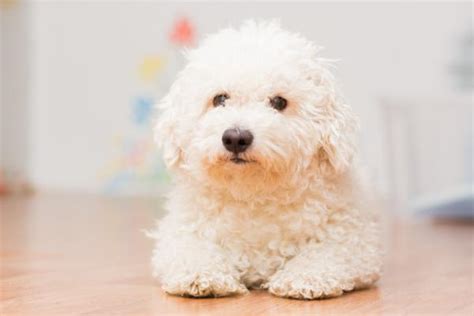 20 Razas De Perros Pequeños Blancos ¡descúbrelos