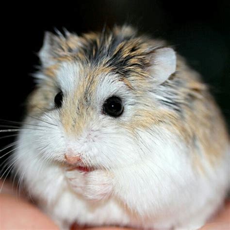 Reserved Roborovski Dwarf Hamster Female Pet Supplies Homes