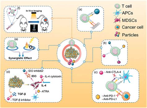 Antigen presentation and t cell stimulation by dendritic cells pierre guermonprez, jenny valladeau, laurence zitvogel, clotilde théry, and sebastian amigorena annual. Scheme 1. Modulating T-cell-based cancer immunotherapy via ...