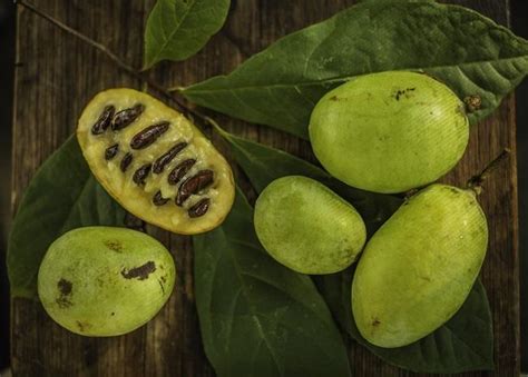 What Is Pawpaw Here Are 6 Fascinating Facts About This Trendy Fruit