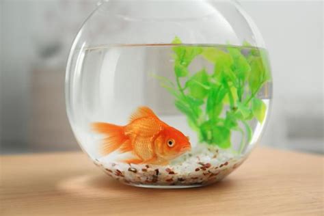 100 Fin Tastic Name Ideas For Your Pet Fish