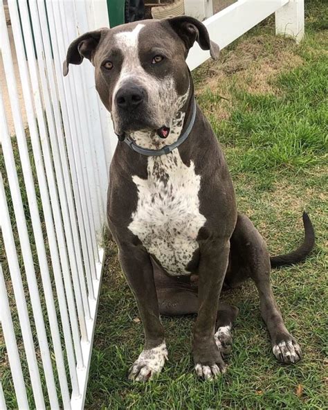Great Danebull Great Dane And Pitbull Mix Info Pictures Facts Faqs