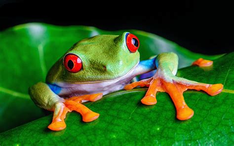 All of the frog wallpapers bellow have a minimum hd resolution (or 1920x1080 for the tech guys) and are easily downloadable by clicking the image and saving it. Cute Frog Backgrounds (52+ pictures)