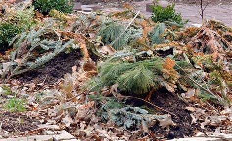Maybe you would like to learn more about one of these? 3 ways to recycle Christmas trees in the garden | Garden Gate