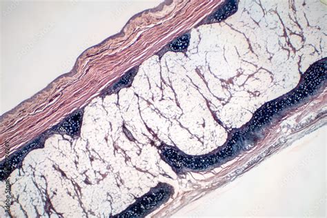 Human Hyaline Cartilage Bone Under Microscope View For Education