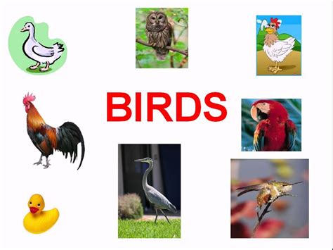 Birds For Kids Youtube