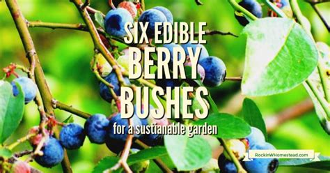 Six Edible Berry Bushes For A Sustainable Garden Rockin W Homestead