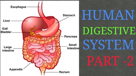 India camel is mostly found in the north western part of india.they are also spotted in the kaziranga and desert national park. Human body - digestive system in hindi part 2 - YouTube