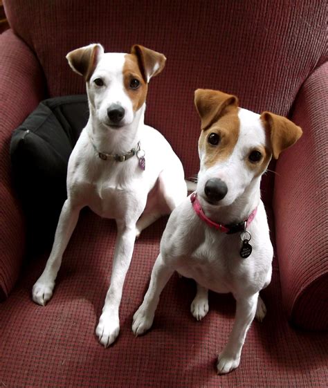 So Sweet Pete And Ella Parson Jack Russell Terriers Jack Russell