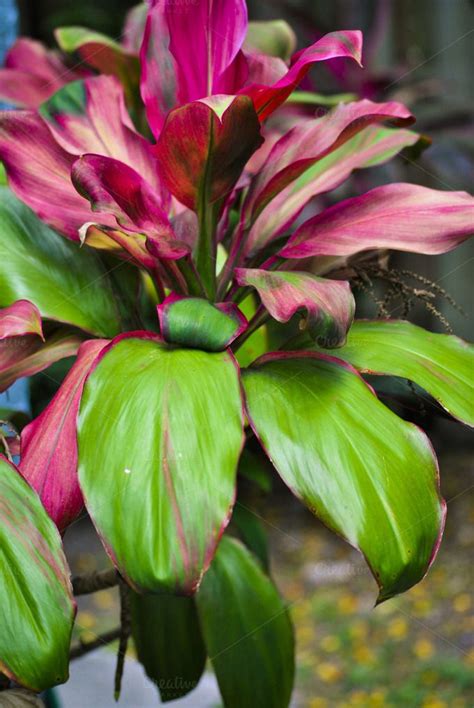 Ti plants are sensitive to chlorine. Red Sister Cordyline | Plants, Trees to plant, Garden ...