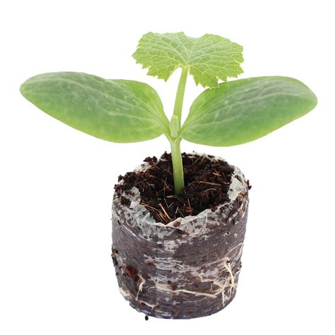 We did not find results for: Tower Garden Zucchini | Organic Zucchini Seedlings ...