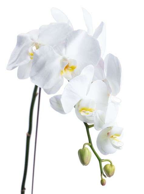 Elegant Orchid White Phalaenopsis Orchid Tai Flora Luxe
