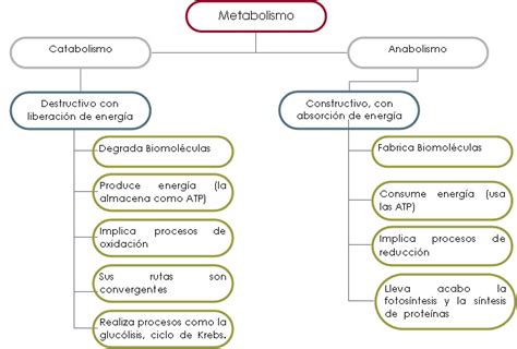 Mapa Conceptual Del Metabolismo ¡guía Paso A Paso