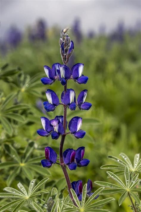 Blooming Lupine Flowers On The Background Of A Stormy Sky Stock Photo