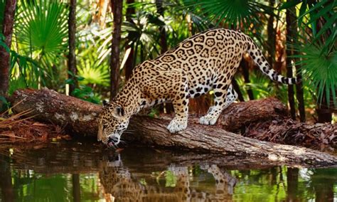 North of watsonville and south of aptos, the pride of la selva beach is its gorgeous coastline. La Selva Lacandona - TuriMexico