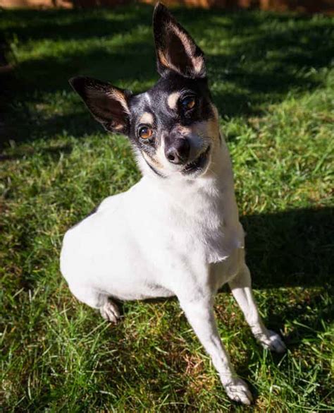 16 Things You Must Know About The Toy Fox Terrier Temperamentqanda