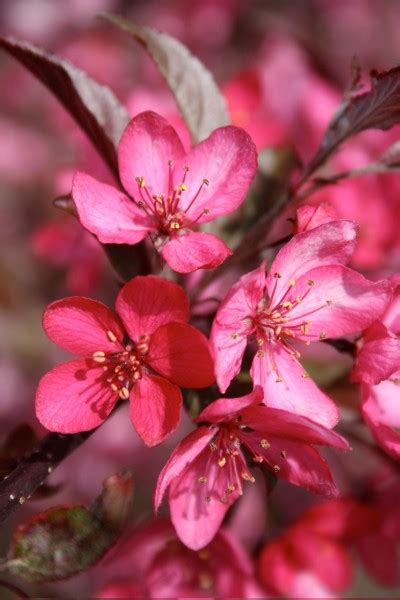 But the royal raindrops crabapple tree isn't done stealing the show after spring. Royal Raindrops® Crabapple - Trees Today Nursery